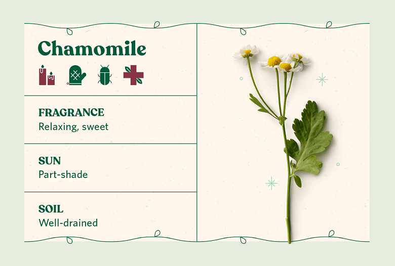 Chamomile herb care