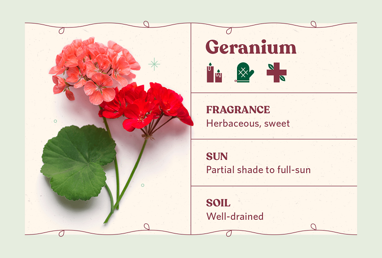scented geranium herb care