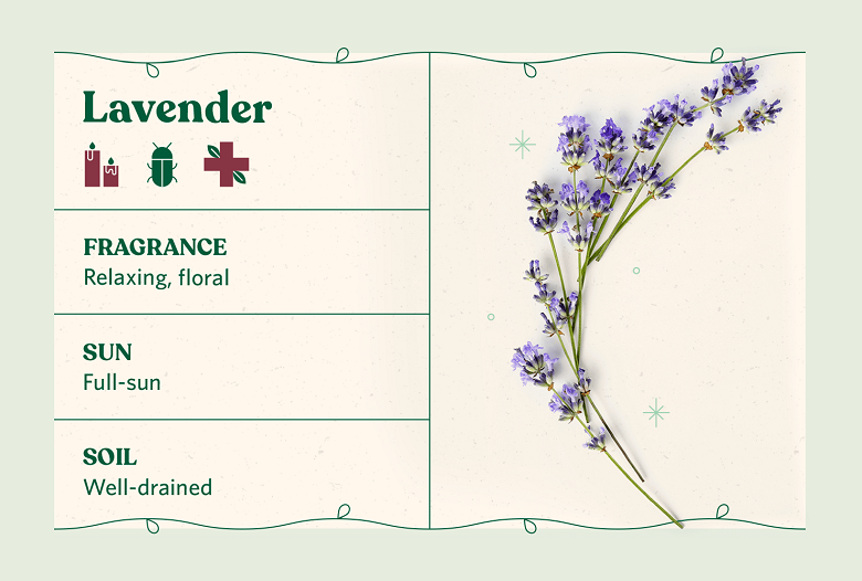 lavender herb care