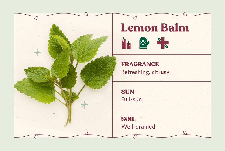 lemon balm herb care