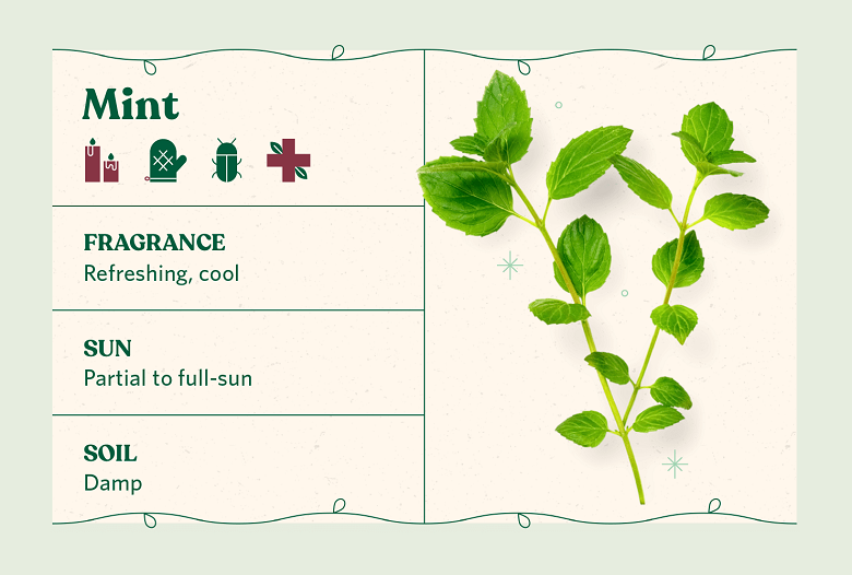 How To Create An Indoor Aromatic Garden Using Fragrant Herbs