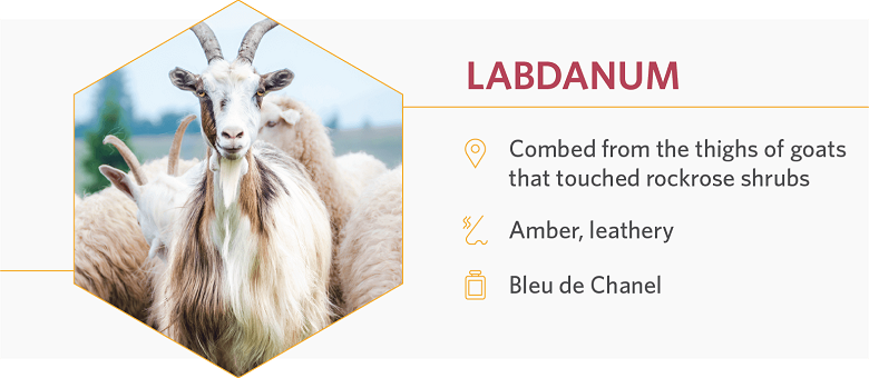 Labdanum used to be gathered from the thighs of goats that brushed against rockrose shrubs.