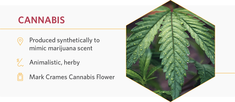 The cannabis scent is produced synthetically for fragrances.