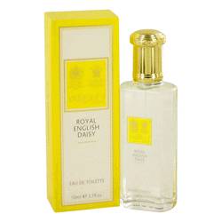 Royal English Daisy