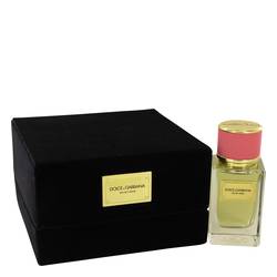 Dolce & Gabbana Velvet Rose - Dolce & Gabbana Perfume