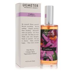 Demeter Cattleya Orchid